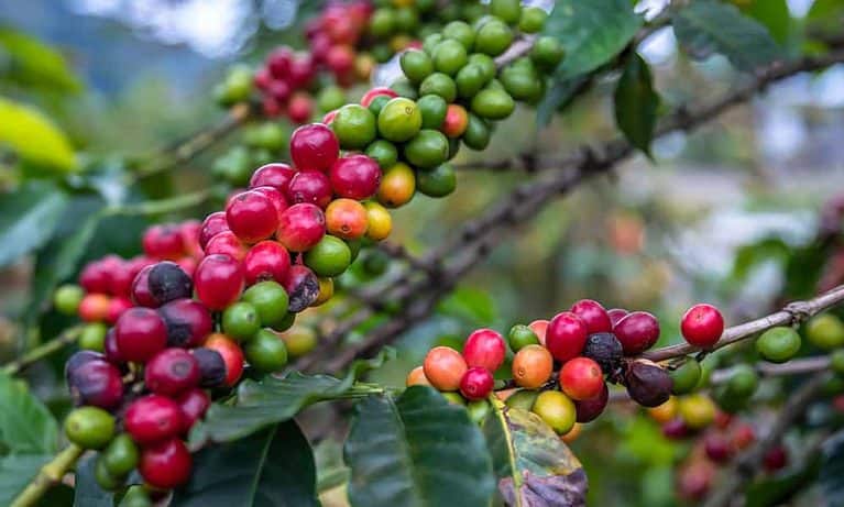 Arabica vs Robusta Beans