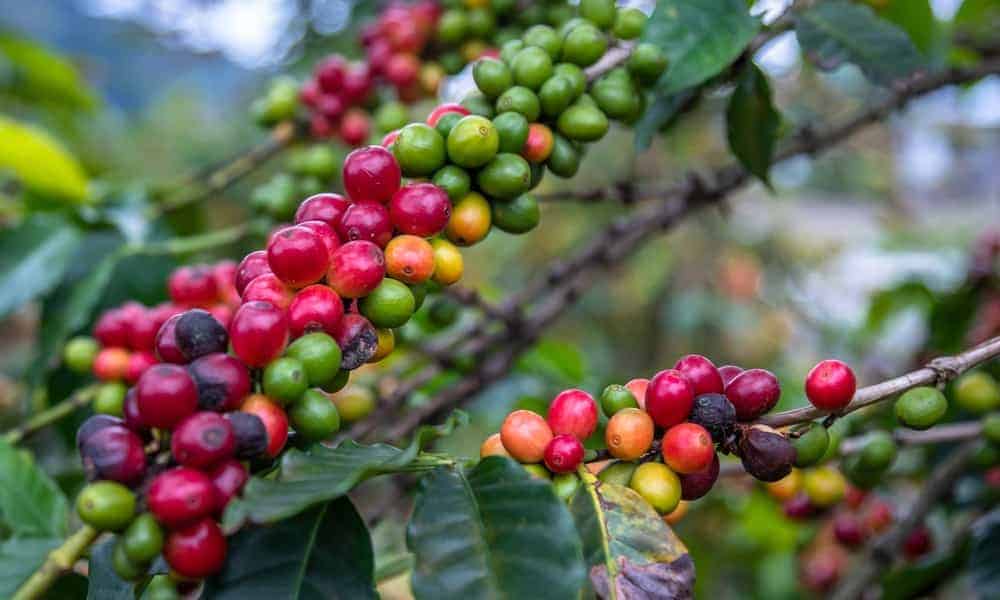 Arabica vs Robusta Beans